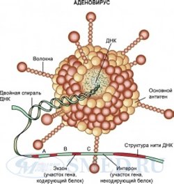 Аденовирус Аденовирус