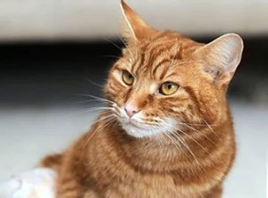 Кошка Кошка