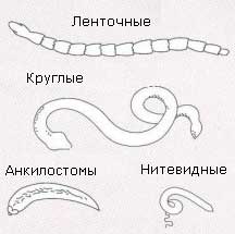 Виды паразитов Виды паразитов