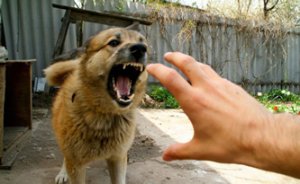 Злая собака - повышенная угроза