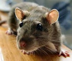Мыши являются переносчиками многих заболеваний