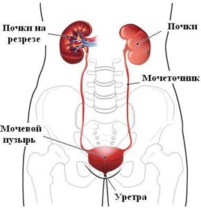 Мочевыводящая система