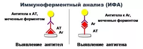 Иммуноферментный анализ (ИФА)